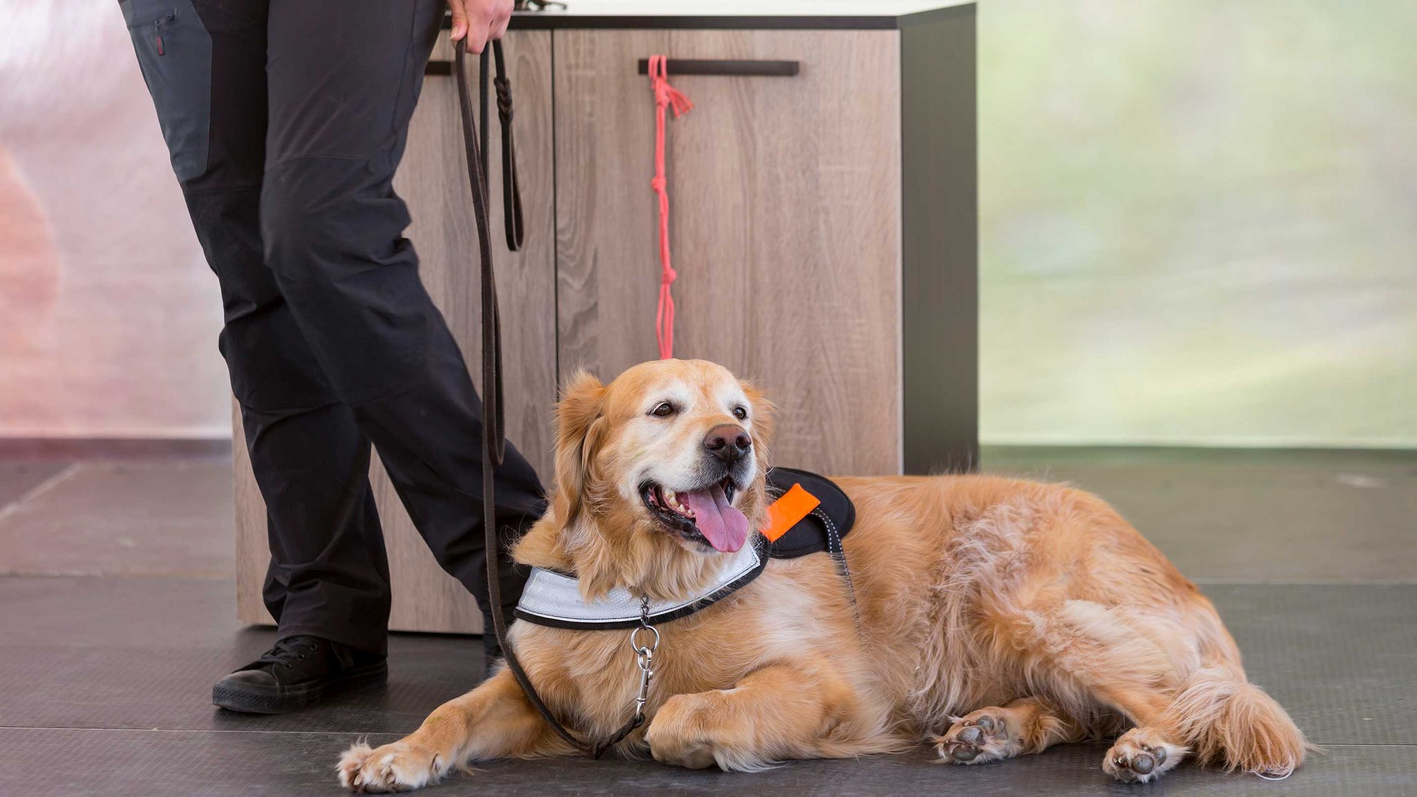 chien guide aéroport